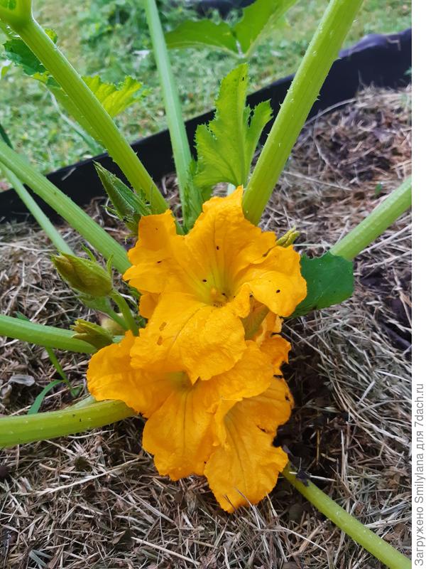 Кабачок Fiori Fritti с вкусными цветами