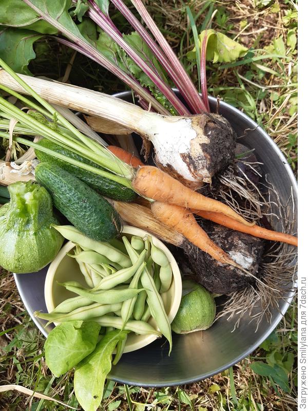 На завтрак: кабачок Fiori Fritti, зелёная фасоль и прочие радости