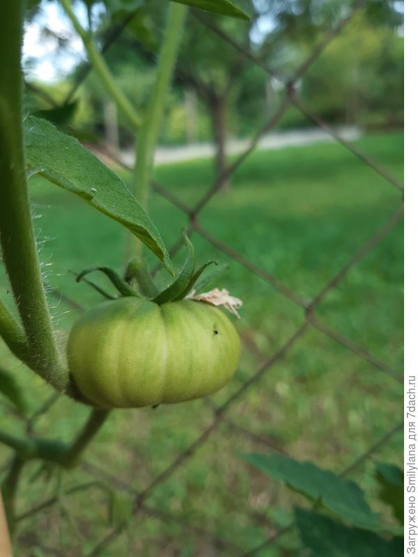 Помидор сорта Американский ребристый