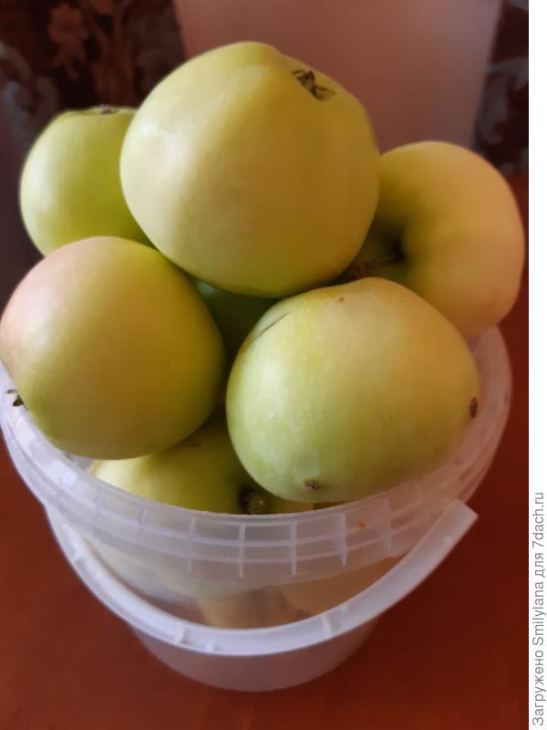 Новый урожай - это с 1 дерева. Часть яблок успели растащить дети.