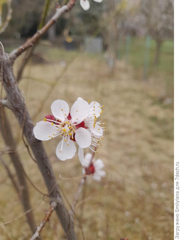 Четырёхлетка абрикоса
