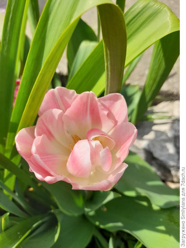 Тюльпанчик