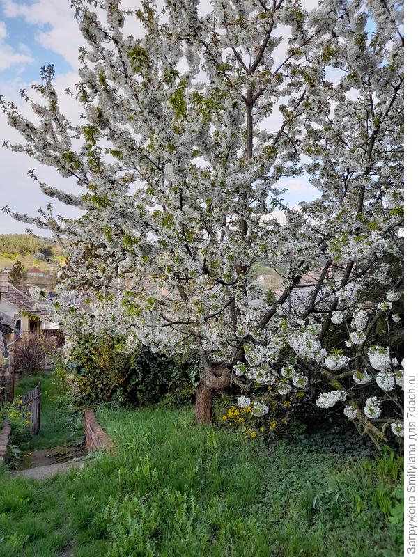 Черешня - старое дерево, доставшееся нам вместе с домом