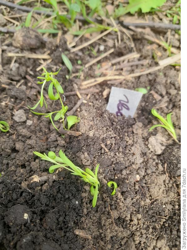 Мои хилёнки