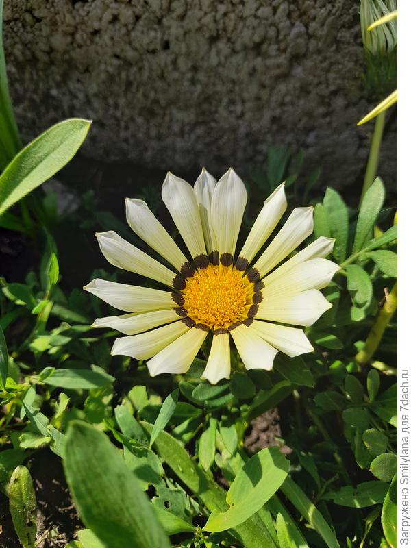 Газания (вроде бы)