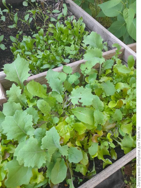 Зато салаты порадовали