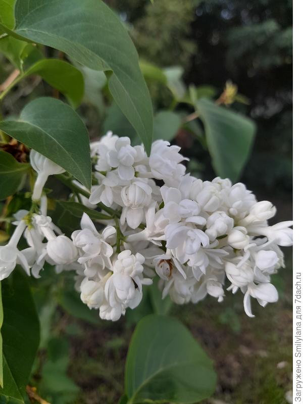 Белая сирень
