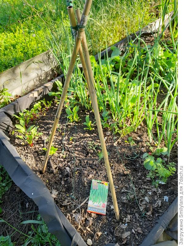 Собрала треножник для фасоли, по каждой грани ещё верёвки идут, так что должно хватить места. Посмотрим, как в реальности получится.