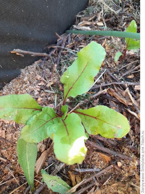 Свёкла начала завязывать корнеплод