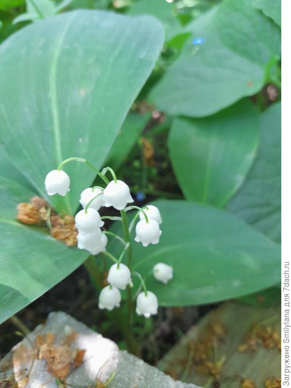 По ёлками ландыши прячутся