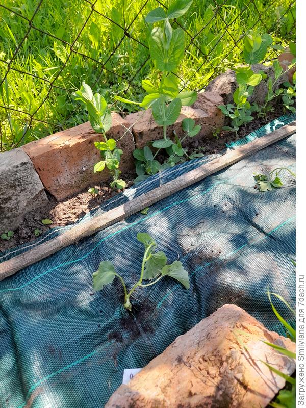 Момент высадки