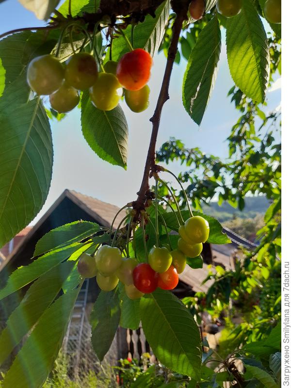 Потом черешня😍