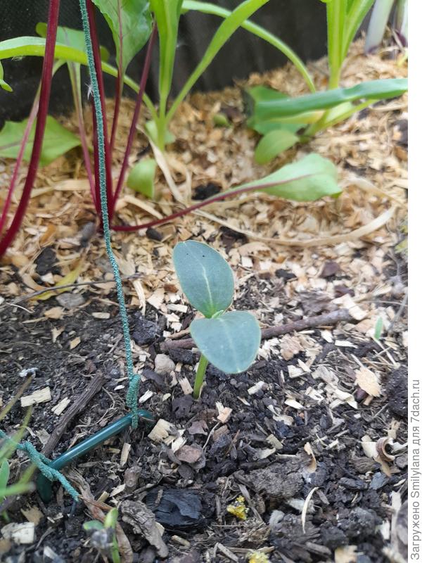 Огурчик. Посажен семенами в грунт во второй половине мая