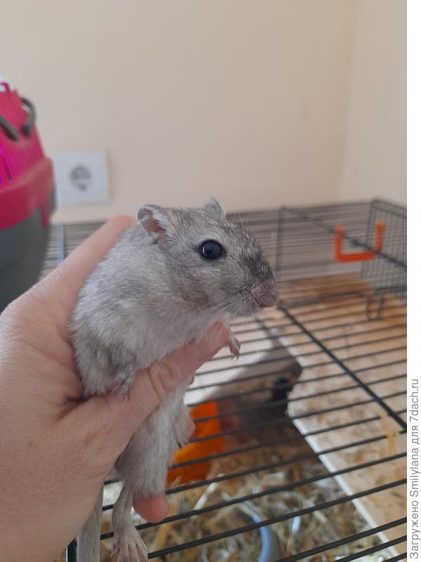 Мышка-песчанка Шёнберг, а её подружка Моцарелла фотографироваться отказалась