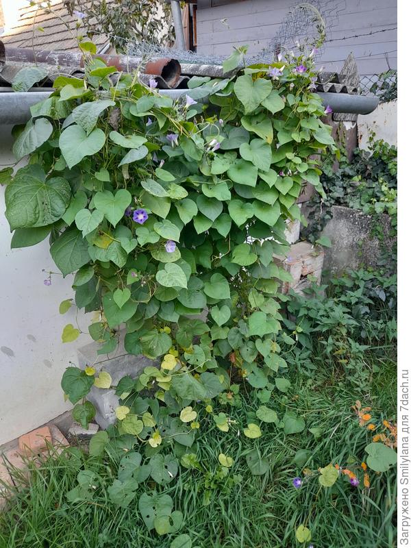 А это уже в конце октября - видно, что расползлась по земле во все стороны