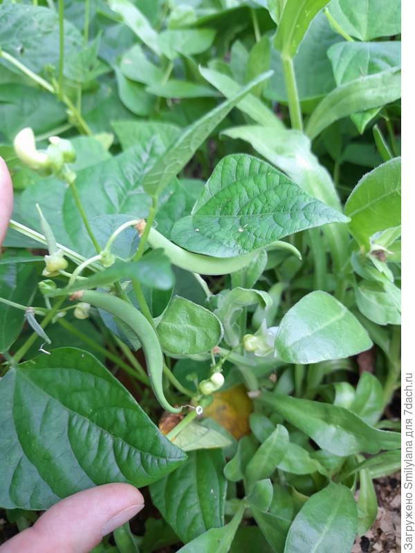 Это вот в середине сентября, скоро можно собирать