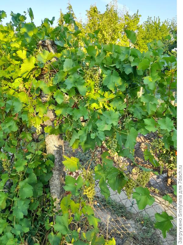 Такой вот красавчик в конце августа