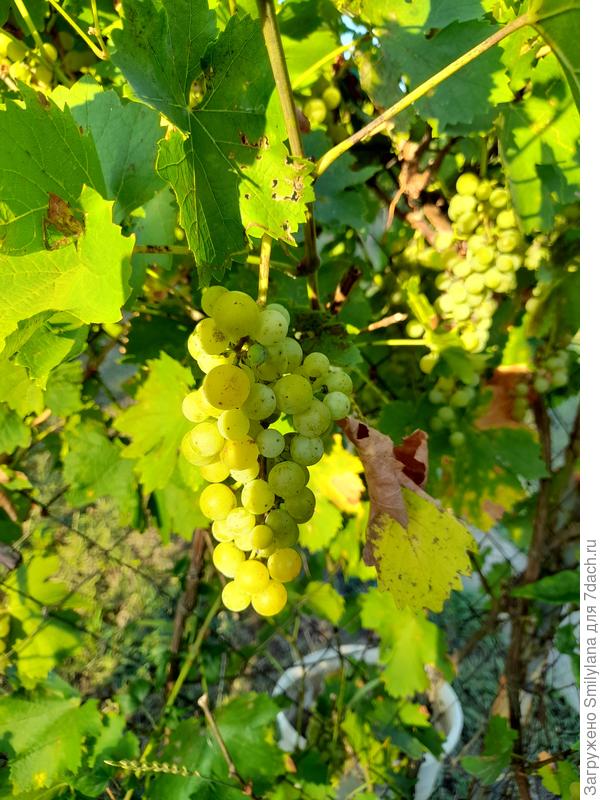 Самое начало сбора