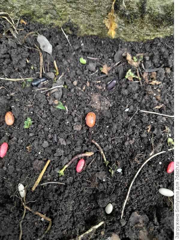 Я посадила несколько сортов рядами вдоль забора-рабицы