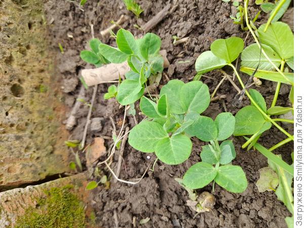 Пророс горошек, его я сею прямо в клевер. Потом подросший клевер обдираю и оставляю на грядке.