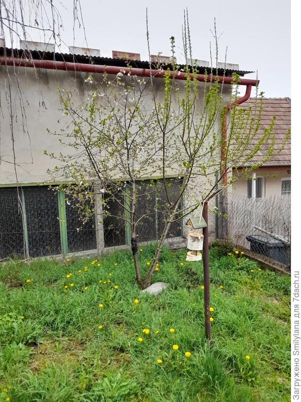 Вишня тоже зацвела