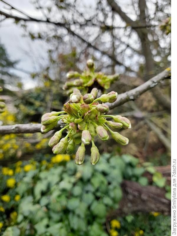 Черешня позднего сорта, она пока в бутонах