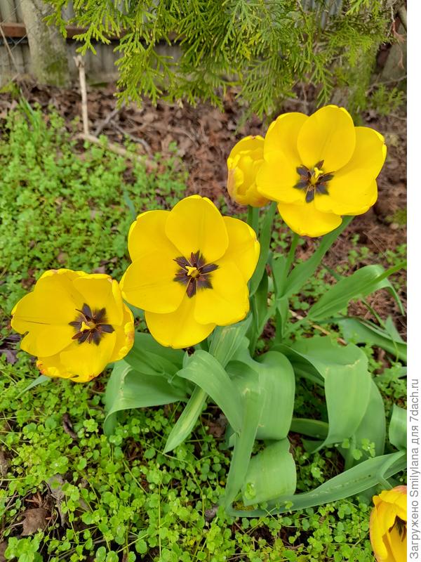 Вот такие ещё из ранних