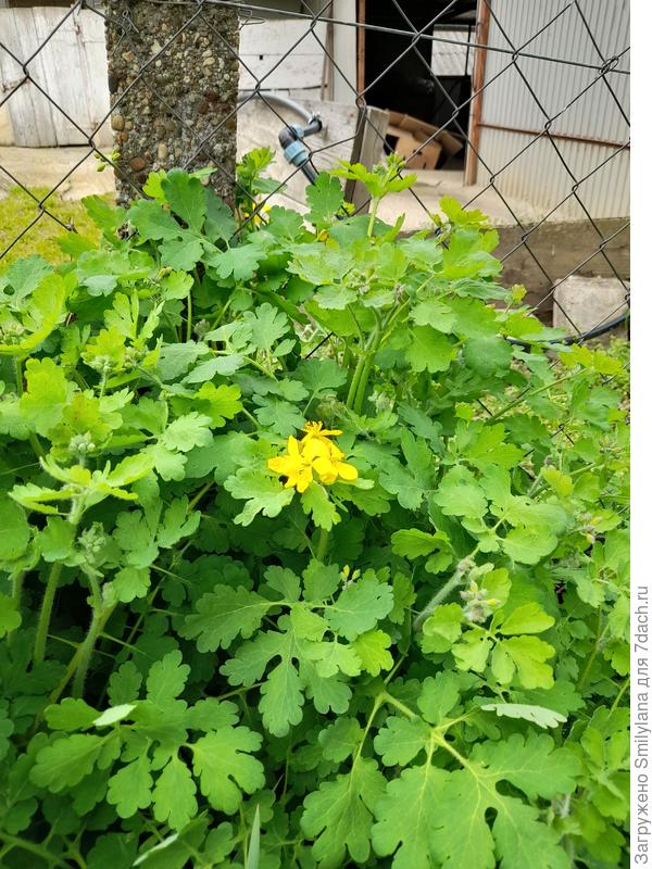В одном углу у меня заросли чистотела растут, нравится мне его цветы