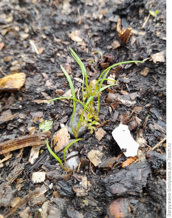 Взошла морковка