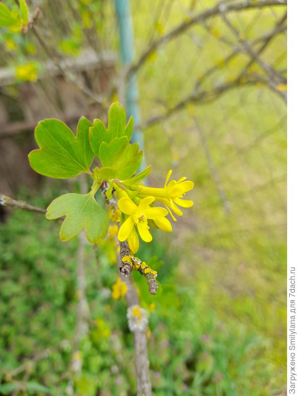 Золотистая смородина начала распускаться