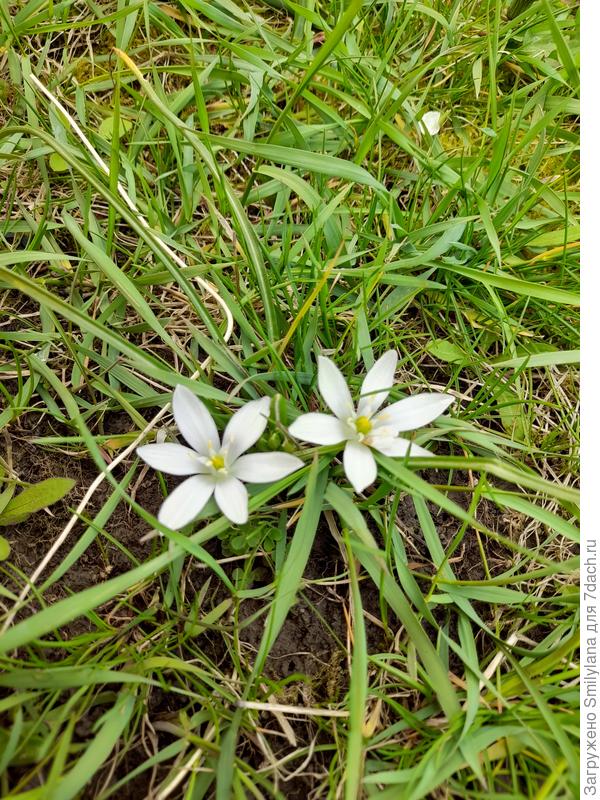 Это вот новосёлы, самосевом выросли. Не знаю, кто такие