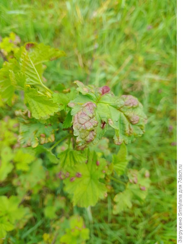 А вот красная смородина расстроила - жрут её. У меня два старых куста, которым я даже не знаю, сколько лет. И каждый год почти они болеют то одним, то другим. Видимо, пора с ними попрощаться.
