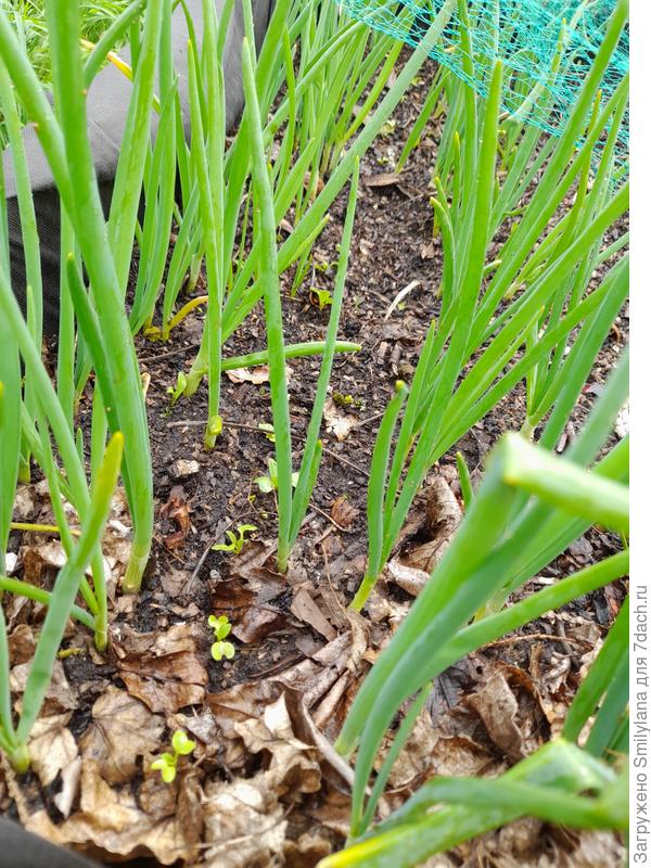 Я рассказывала, что использую уплотнённые посадки. Вот тут видно, как растёт редис между луком. Позднее его сменят огурцы.