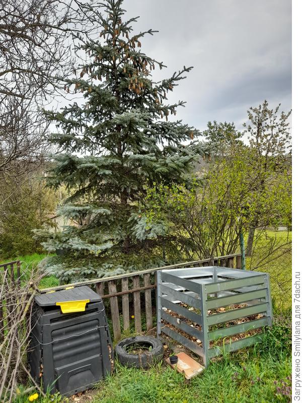 Она у меня рядом с ёлкой и компостными коробами растёт