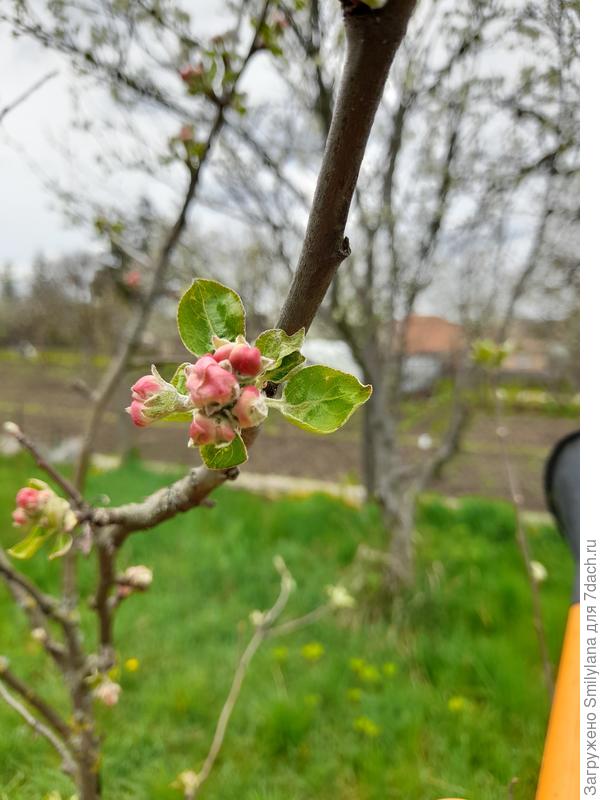 Яблоньки тоже все ещё в бутонах, ждут хорошей погоды