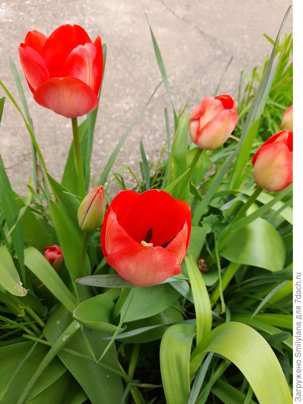 Начали цвести тюльпаны. У меня разные сорта, так что цветут они почти непрерывно, сменяя друг друга,  до самого лета