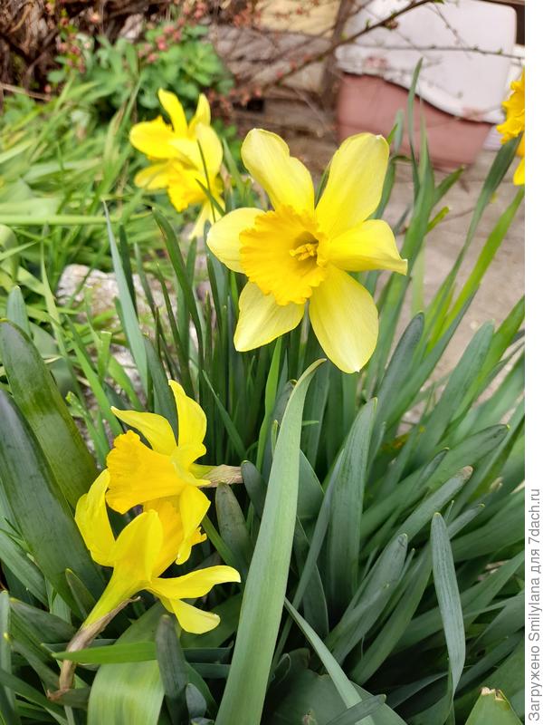 Мои любимые цветы - нарциссы