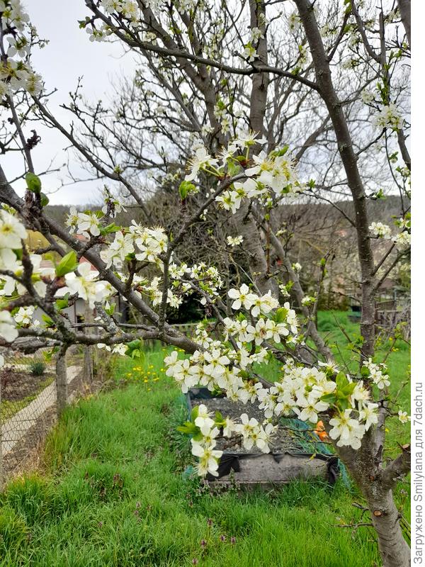 Вот они, голубушки. Это сорт "венгерка"