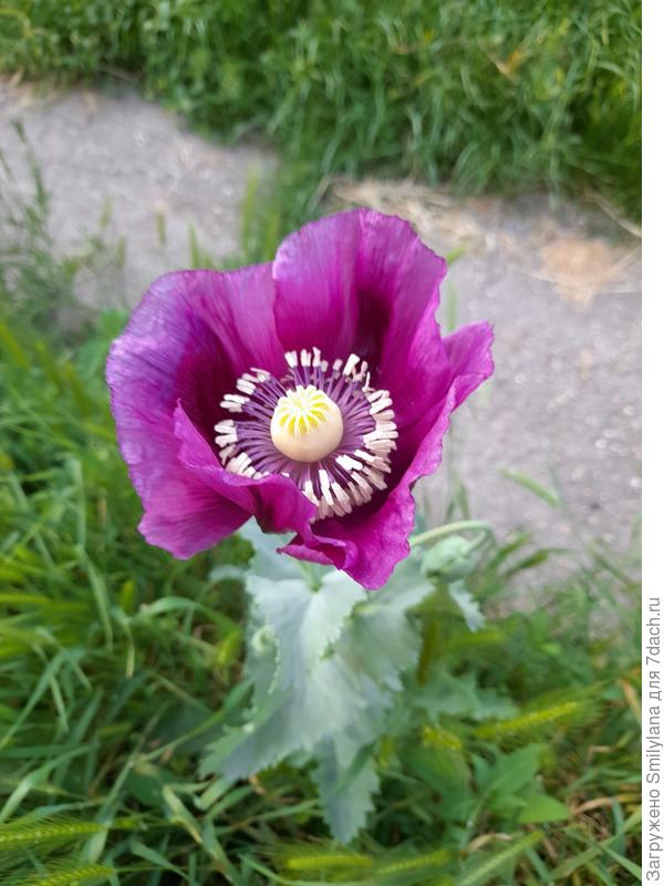 Сонный мак. Эта разновидность разрешена к выращиванию у нас