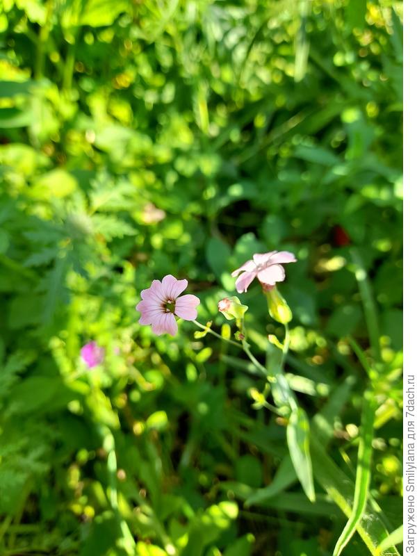 Тысячеголов испанский