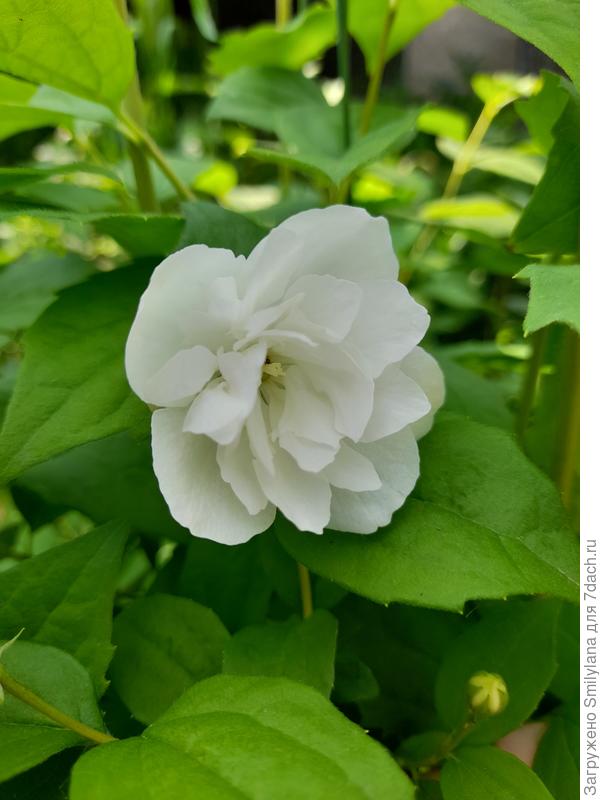 Первый цветочек