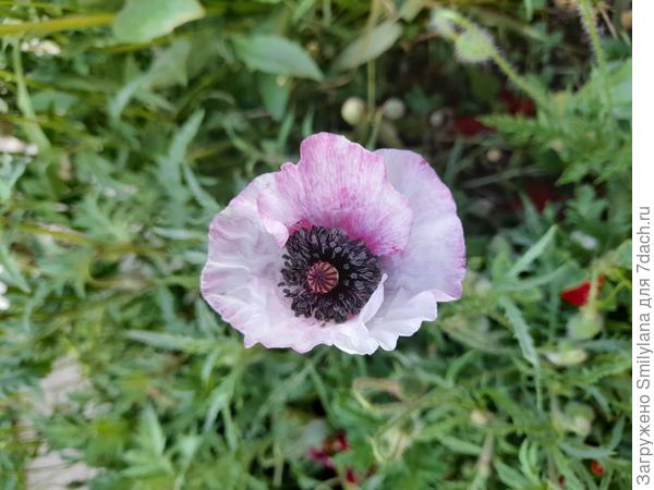 Тоже самосейка