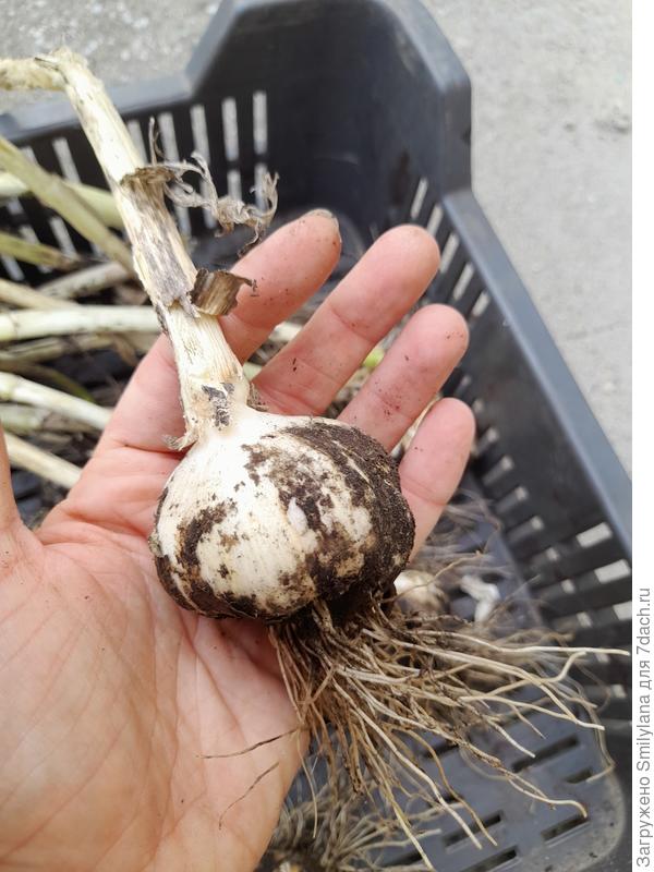 Теперь осталось высушить и заплести в косу