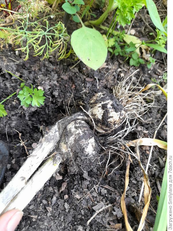 Так вот они сидели в земле, один над другим