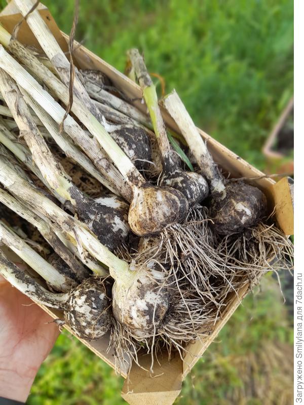 Весь урожай