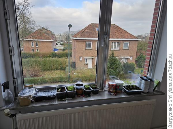 Импровизированный огородик