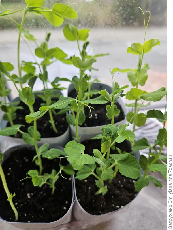 Низкорослый горошек, который посажен в литровые бутылки из-под молока (соединены по четыре, плюс проделаны отверстия)