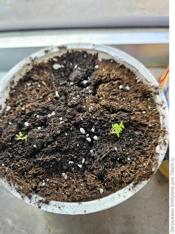 Две конгломерации лобелии (из трёх, она не взошла)