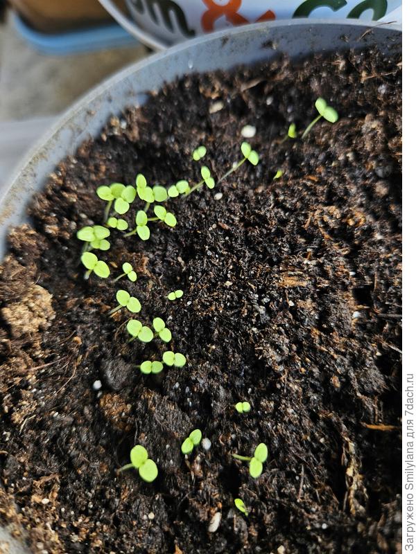 Львиный зев