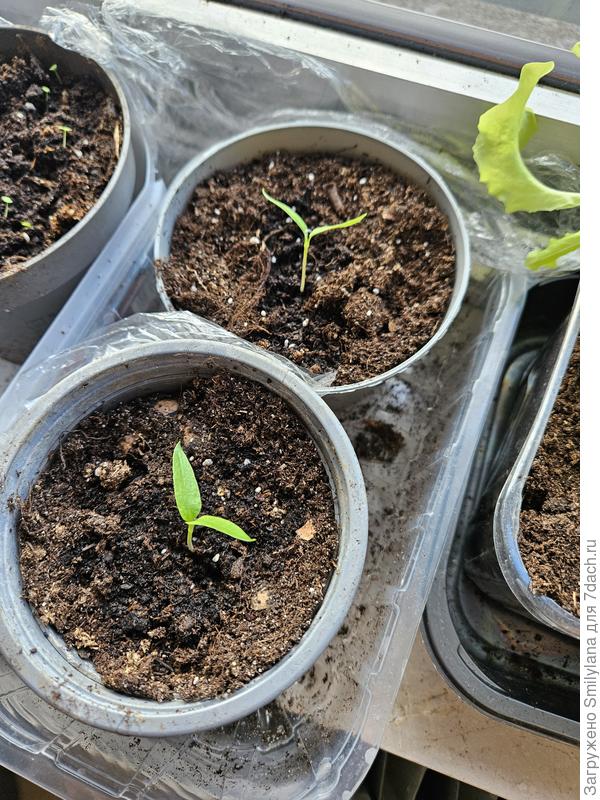 Два моих перчика. Третье семечко не взошло. Посеяны 24 февраля, растут на подоконнике в неотапливаемой комнате. Там сейчас около 17 днём.